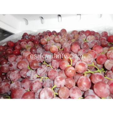 Cultivo económico de uva roja fresca